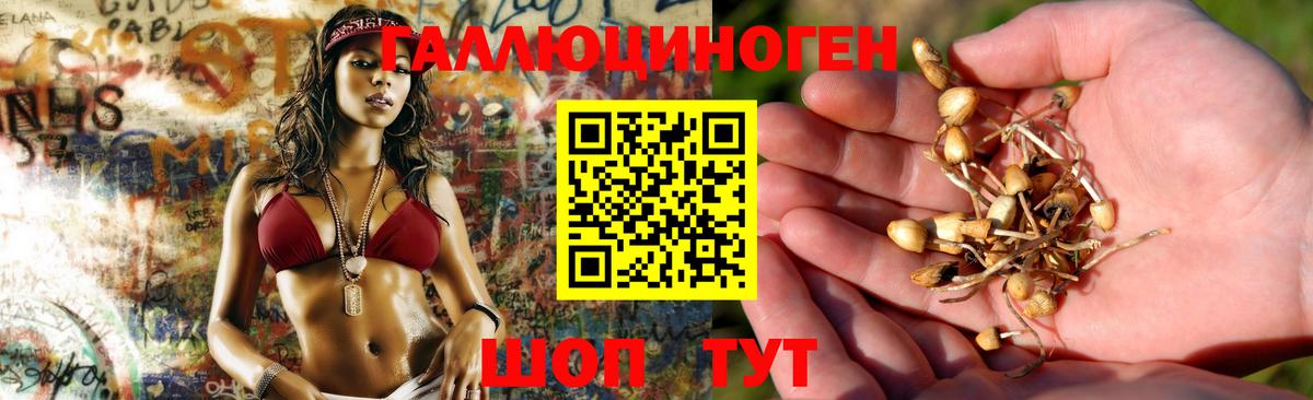 Галлюциногенные грибы Psilocybe  Вход с VPN  Нижнеудинск 